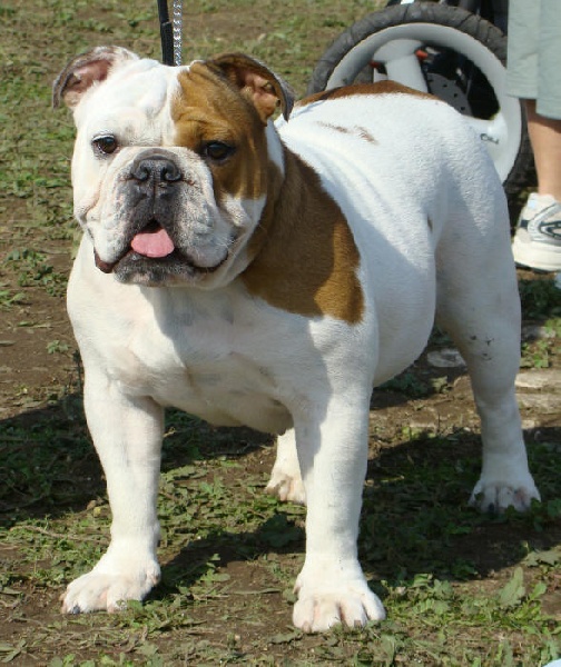 Les Bulldog Anglais de l'affixe du Menhir de Roqueblanque