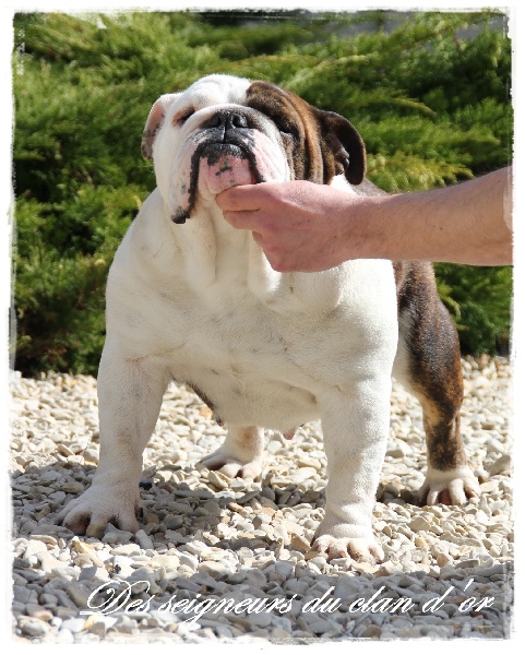 Dam' bertie du Menhir de Roqueblanque