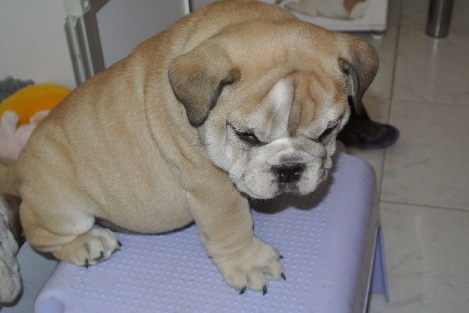 du Menhir de Roqueblanque - photo de lady first LOU