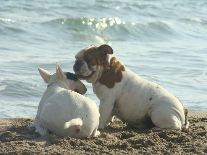 BALADE A LA PLAGE DU 30/09/09